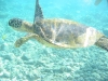 Underwater 28